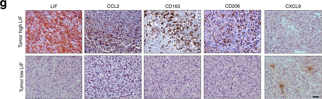 CCL2/MCP1 Antibody (2D8) - BSA Free