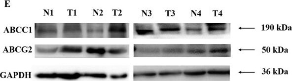 ABCG2/CD338 Antibody (3G8) - BSA Free