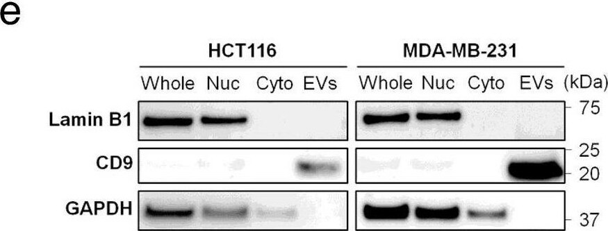 CD9 Antibody (5G6)