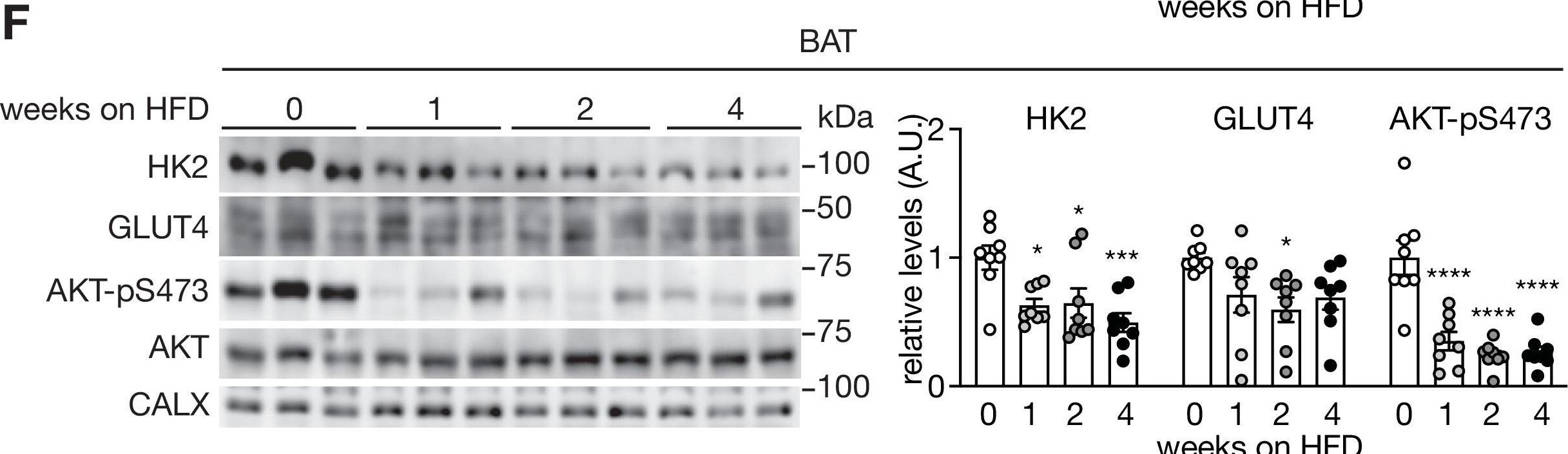 Glut4 Antibody (3G10A3) - BSA Free