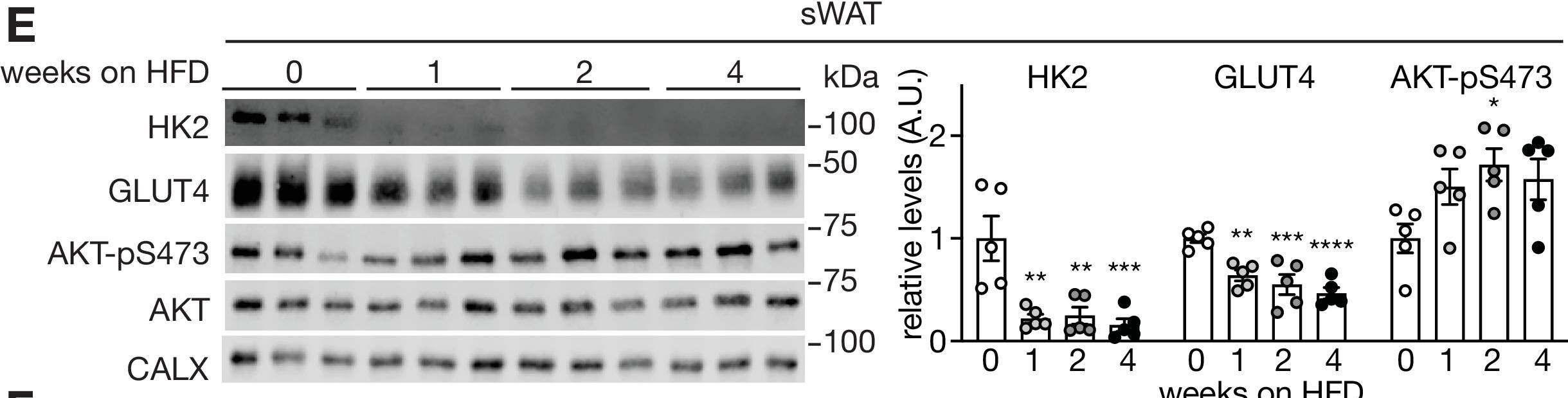 Glut4 Antibody (3G10A3) - BSA Free