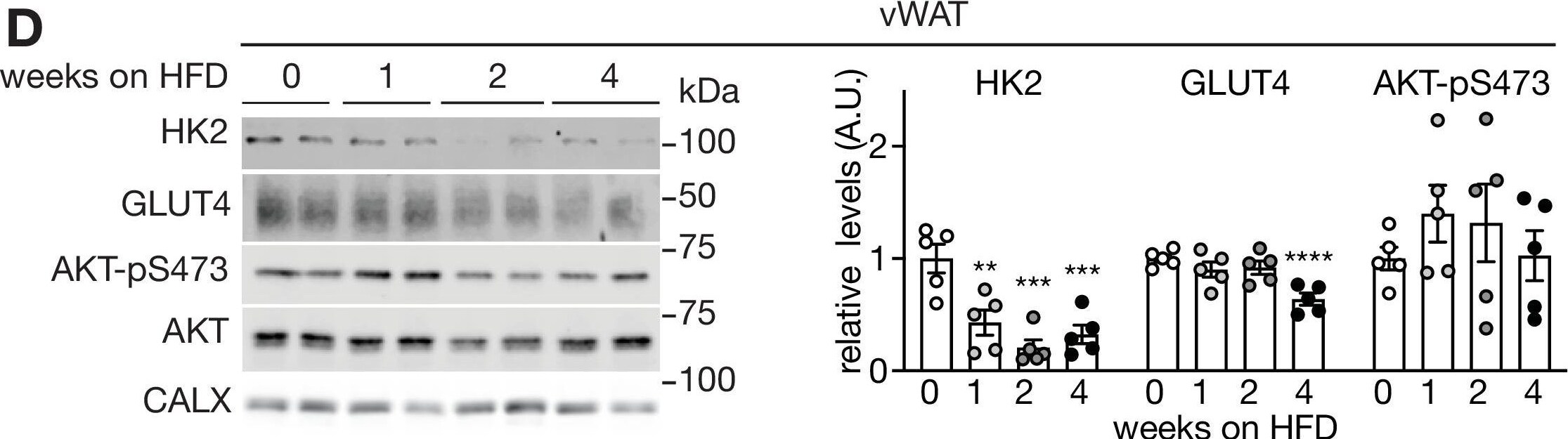 Glut4 Antibody (3G10A3) - BSA Free