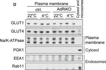Glut4 Antibody (3G10A3) - BSA Free