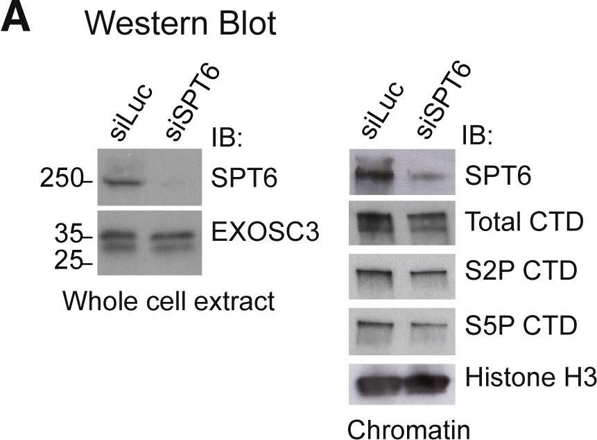 EXOSC3 Antibody