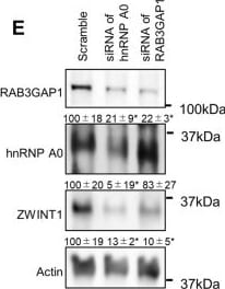 HNRNPA0 Antibody
