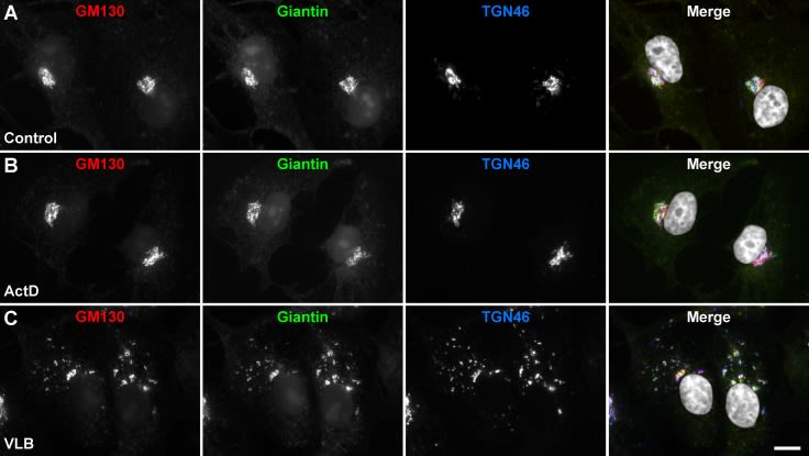 GOLGB1/Giantin Antibody - BSA Free