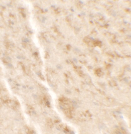 Shisa-4 Antibody - BSA Free