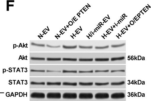 STAT3 Antibody (9D8)