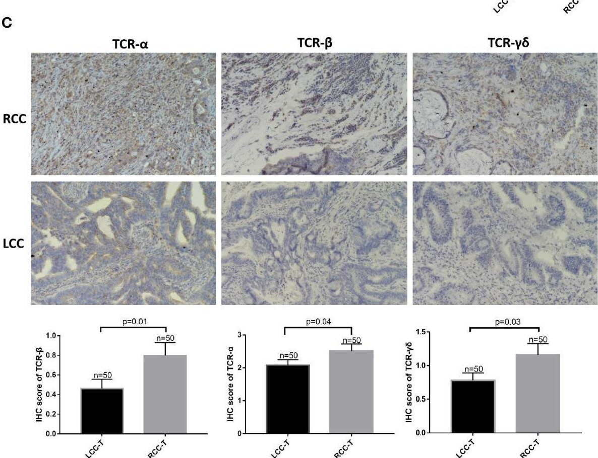 TCR beta Antibody (8A3)