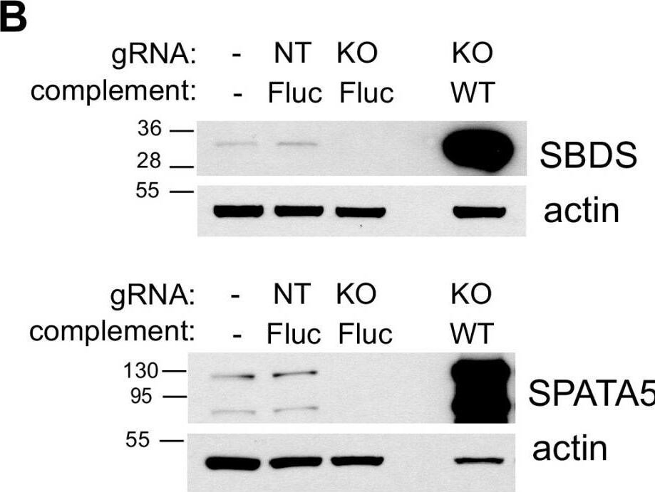Ribosome maturation protein SBDS Antibody (1E8) - BSA Free
