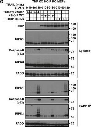 RIPK3/RIP3 Antibody - BSA Free