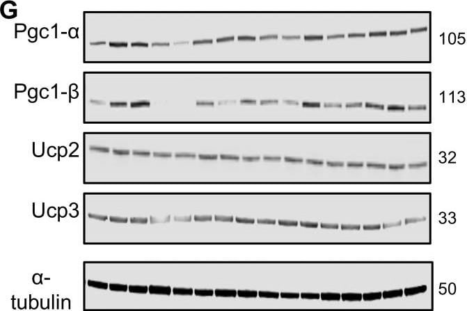UCP3 Antibody