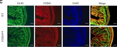 STING/TMEM173 Antibody - BSA Free