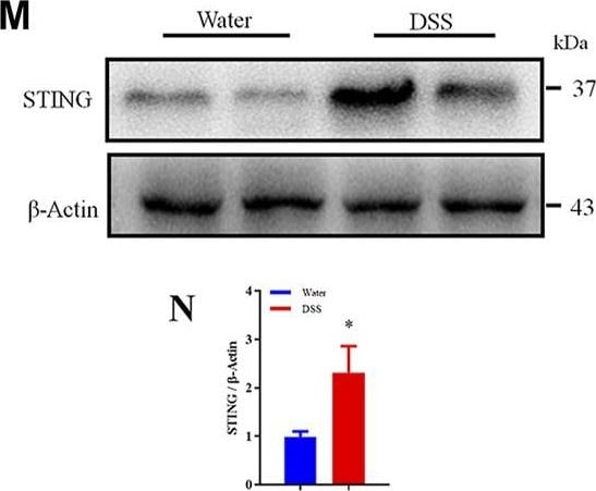 STING/TMEM173 Antibody - BSA Free