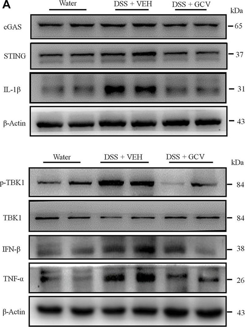 STING/TMEM173 Antibody - BSA Free
