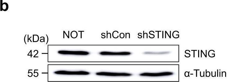 STING/TMEM173 Antibody - BSA Free