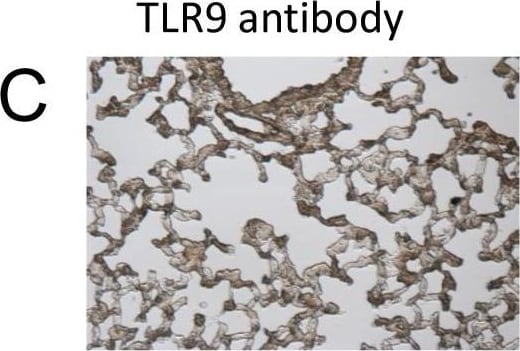 TLR9 Antibody (26C593.2) - BSA Free