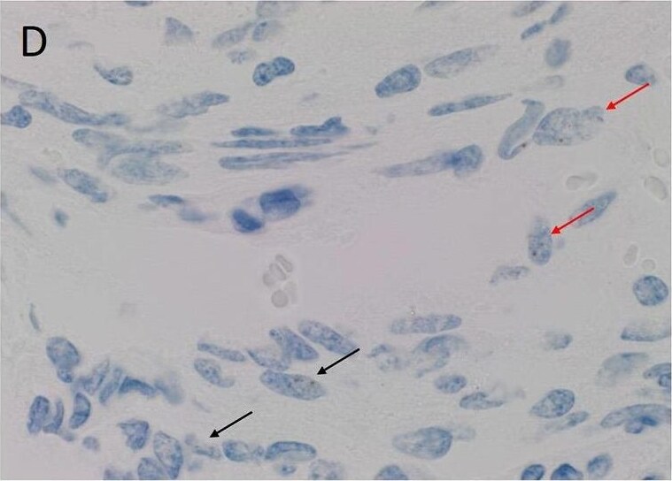 KLF4 Antibody