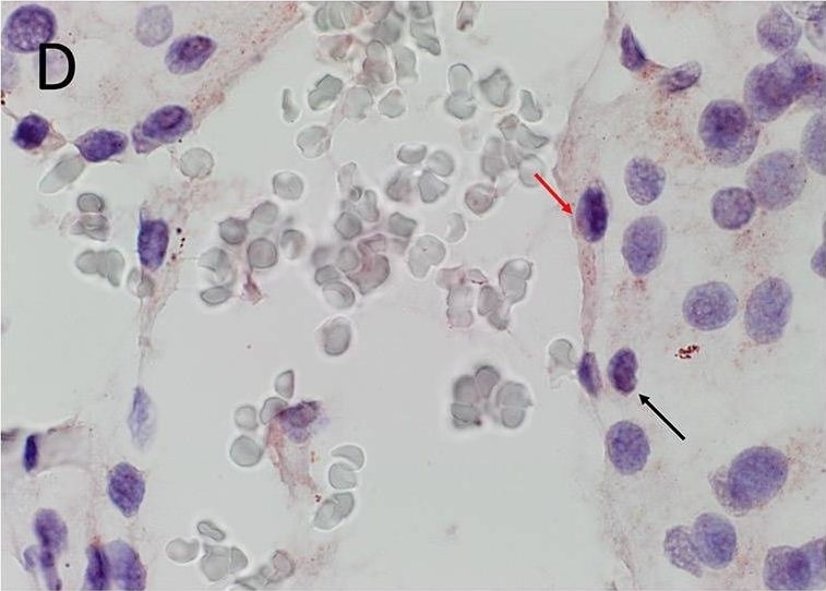 KLF4 Antibody