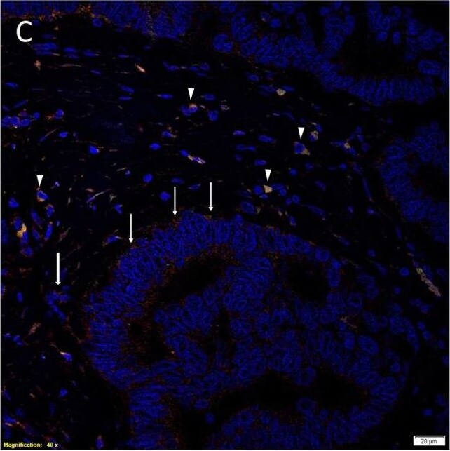 KLF4 Antibody