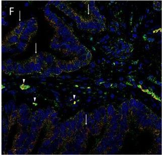 KLF4 Antibody