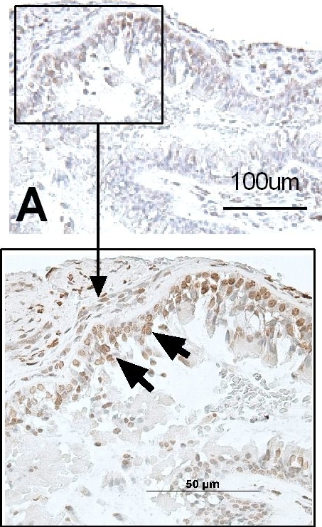 TLR3 Antibody (40C1285.6) - BSA Free