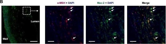 Rabbit IgG Isotype Control