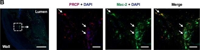 Rabbit IgG Isotype Control