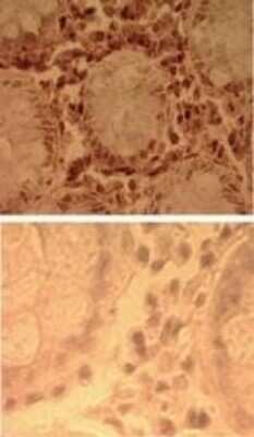 TLR7 Antibody - BSA Free