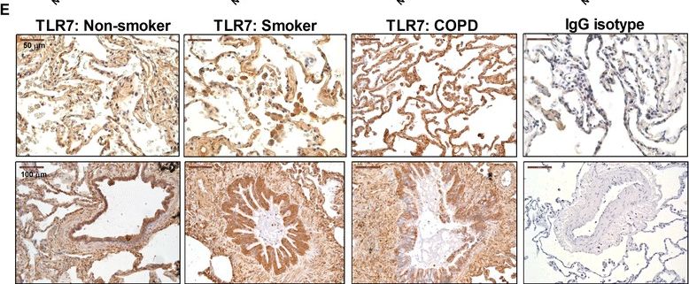 TLR7 Antibody - BSA Free