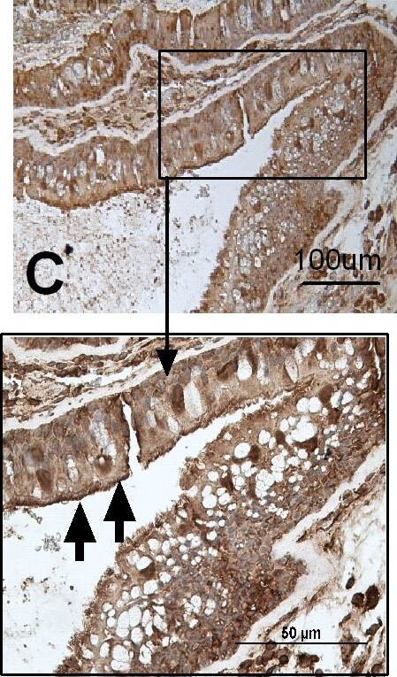 TLR9 Antibody (26C593.2) [PE]