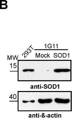 SOD1/Cu-Zn SOD Antibody - BSA Free