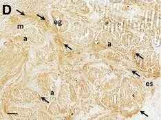 Nanog Antibody