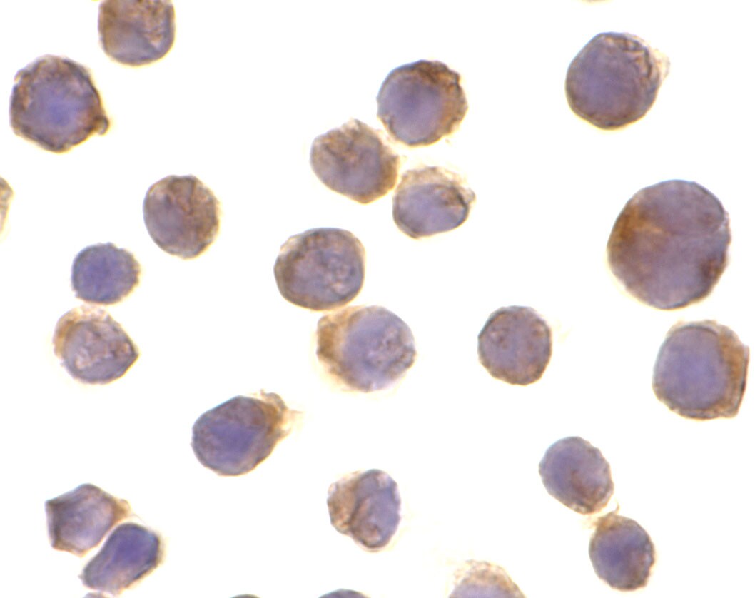 TRAILR1/TNFRSF10A Antibody - BSA Free