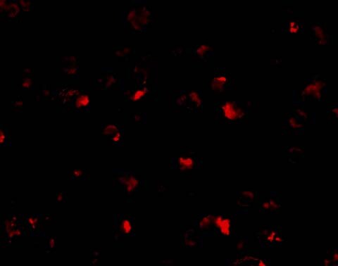 ANP32A Antibody - BSA Free