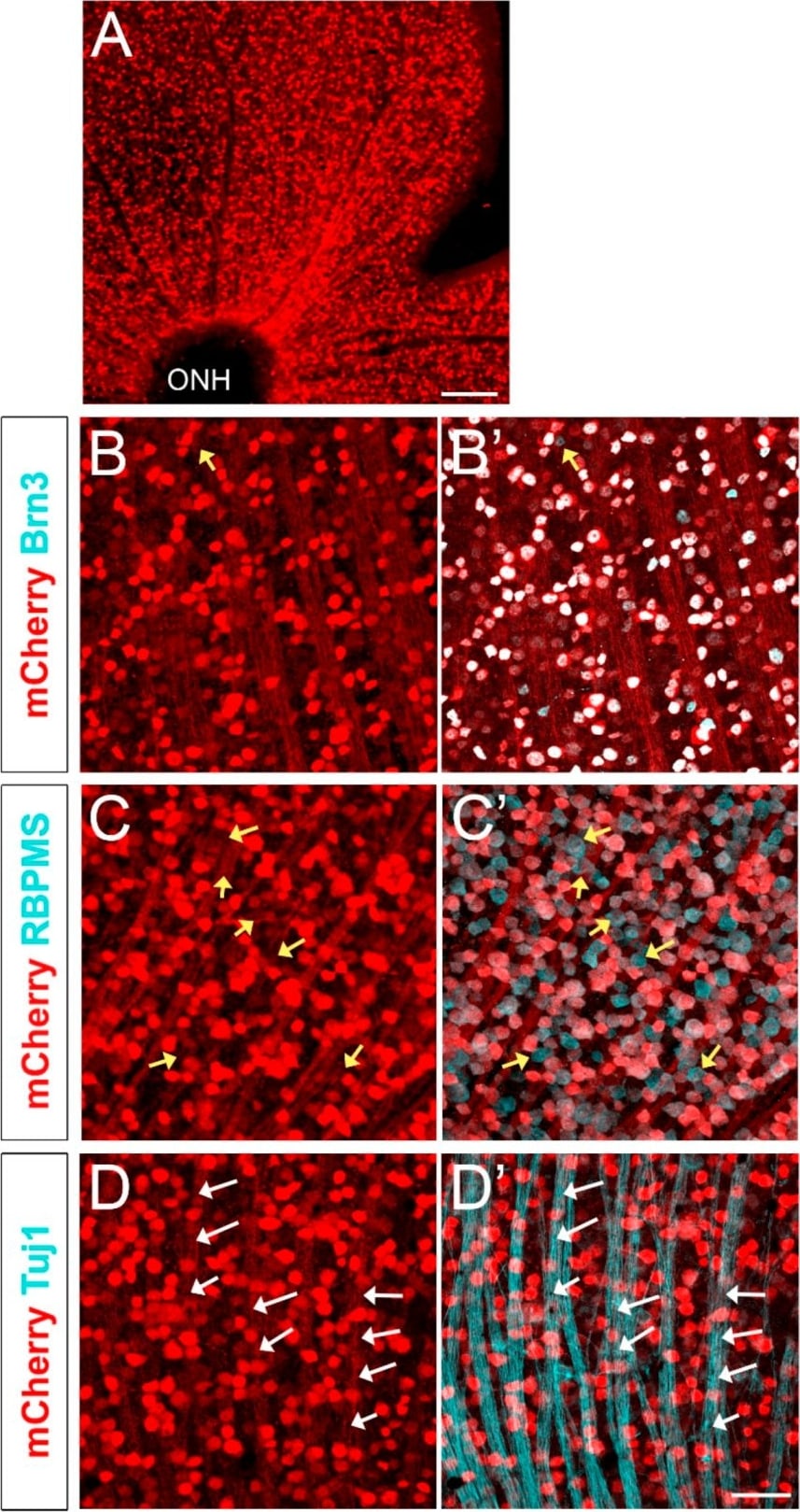 mCherry Antibody