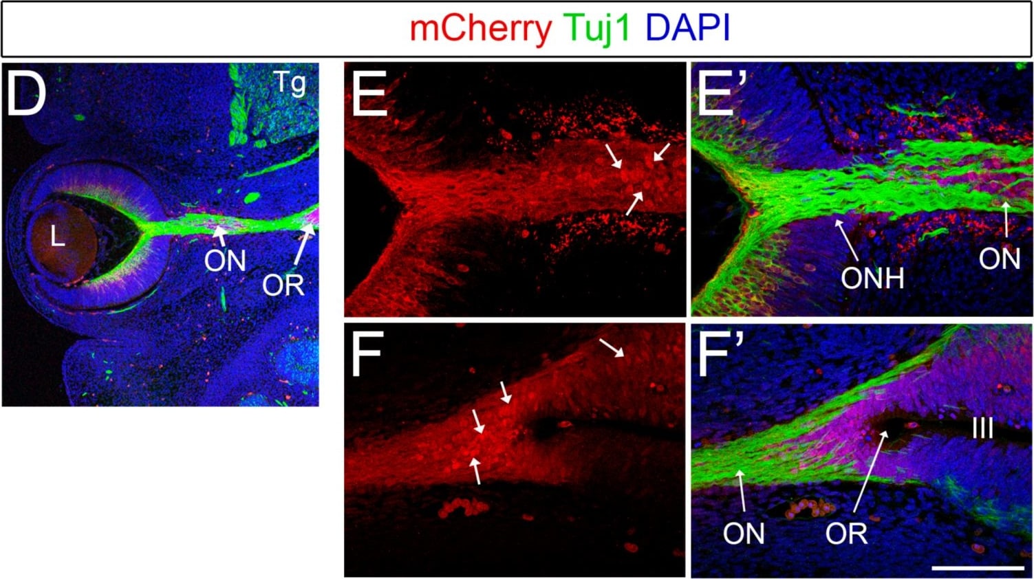 mCherry Antibody