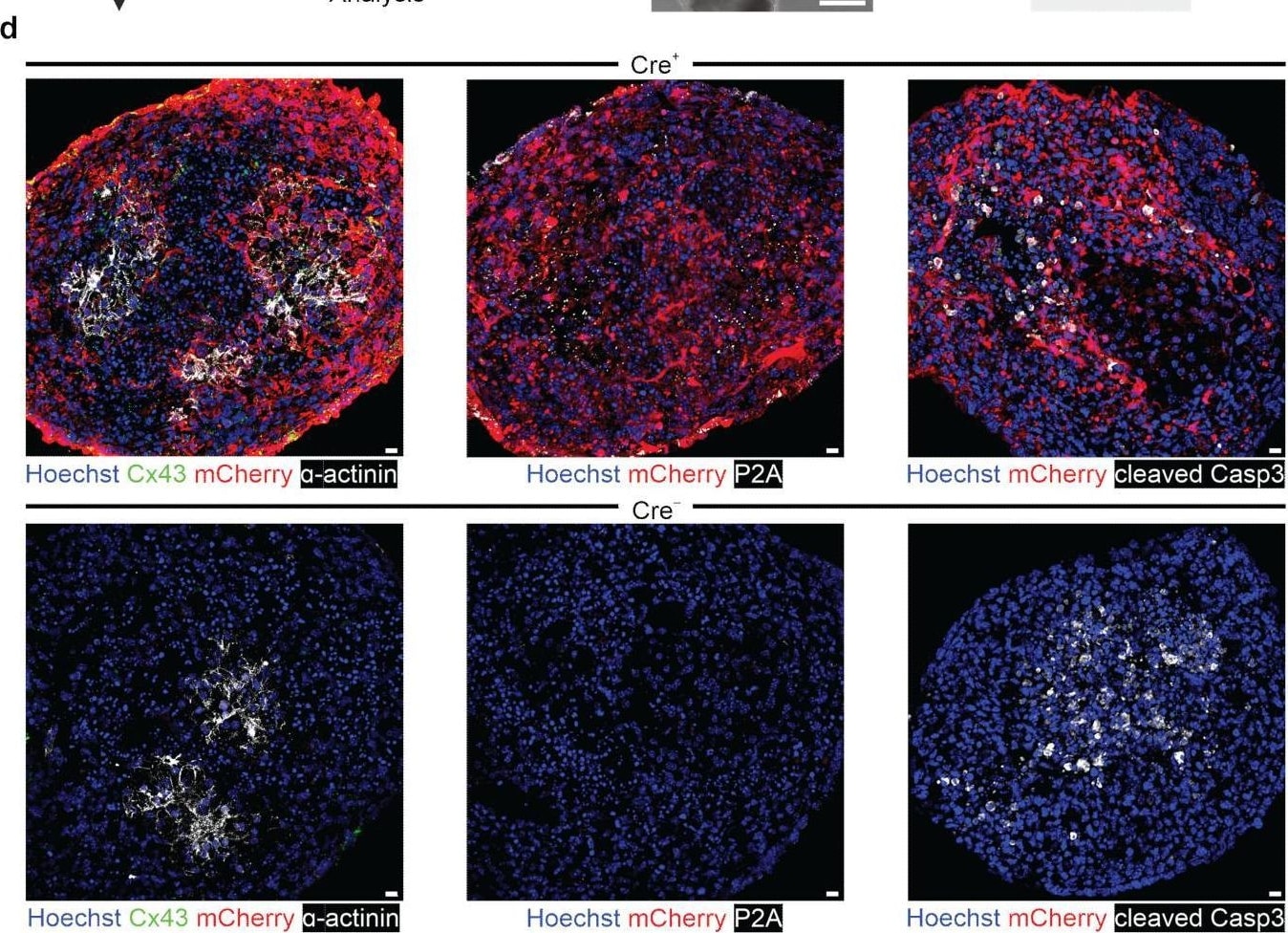 mCherry Antibody - BSA Free
