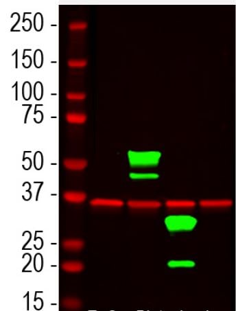 mCherry Antibody