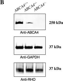 Rhodopsin Antibody (B630) [HRP]