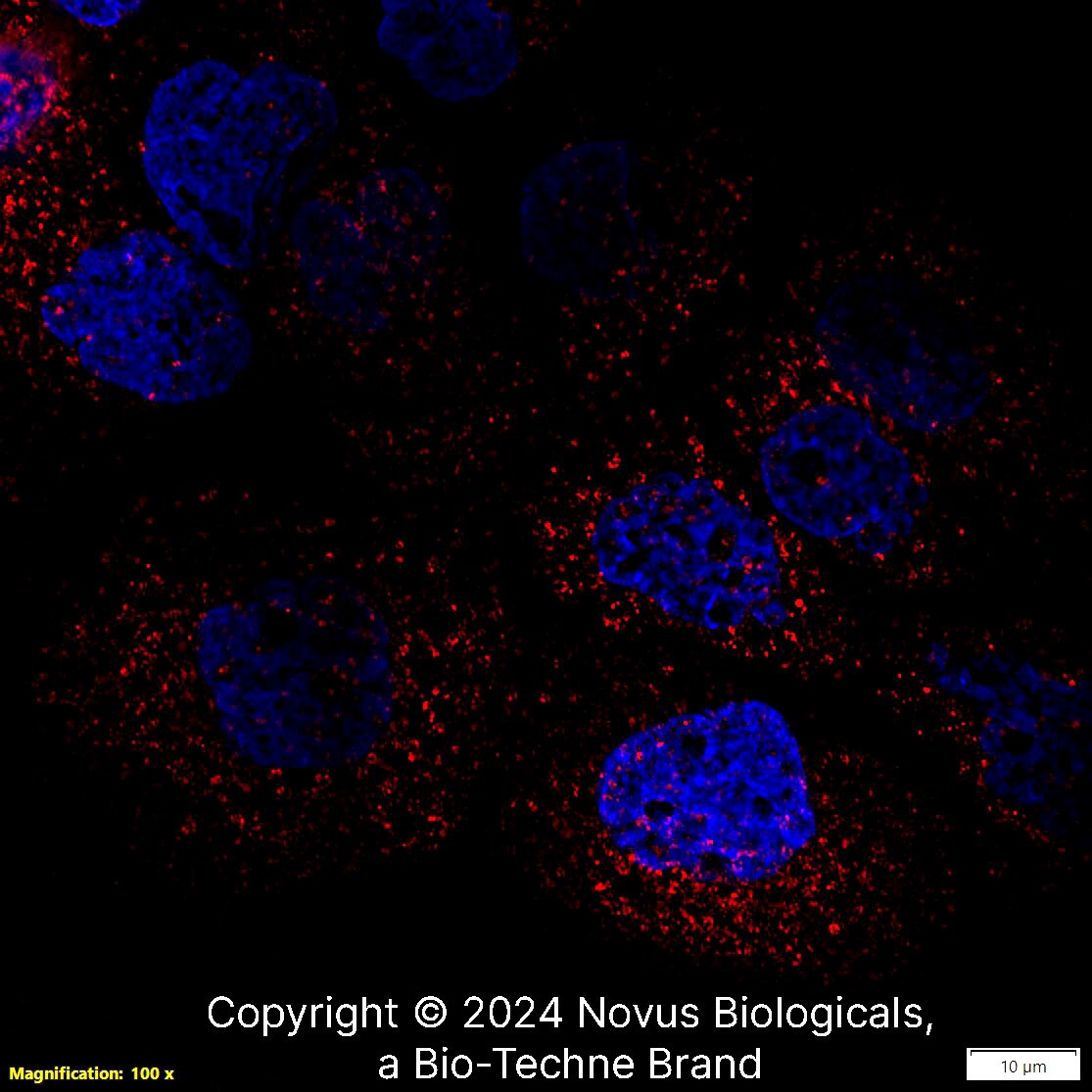 LAMP-1/CD107a Antibody (H4A3) [DyLight 550]