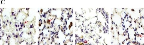 B7-2/CD86 Antibody (BU63)