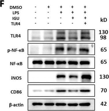 B7-2/CD86 Antibody (BU63)