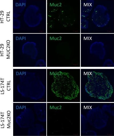 MUC2 Antibody (CCP58)