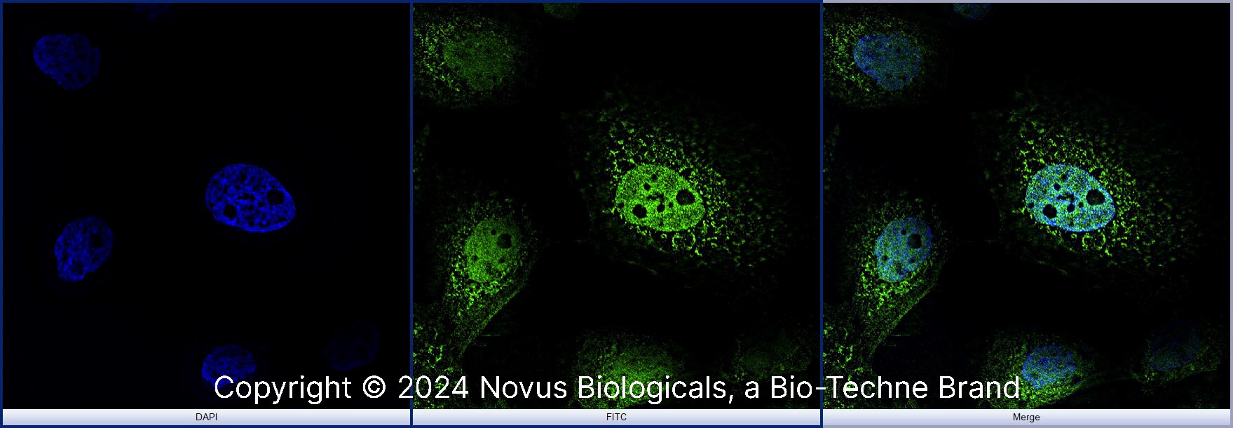 STAT6 Antibody (177C322.1) [Alexa Fluor® 488]