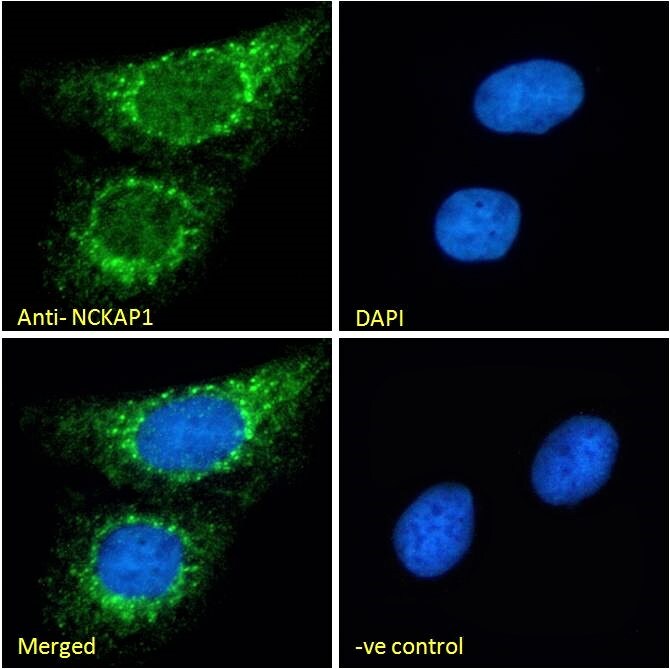 NCKAP1 Antibody