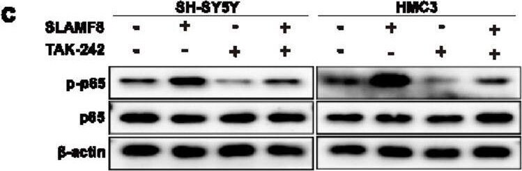 BLAME/SLAMF8 Antibody