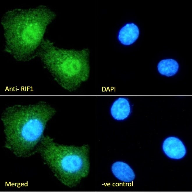 Rif1 Antibody