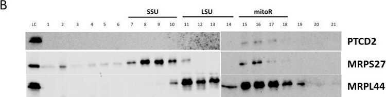 PTCD2 Antibody