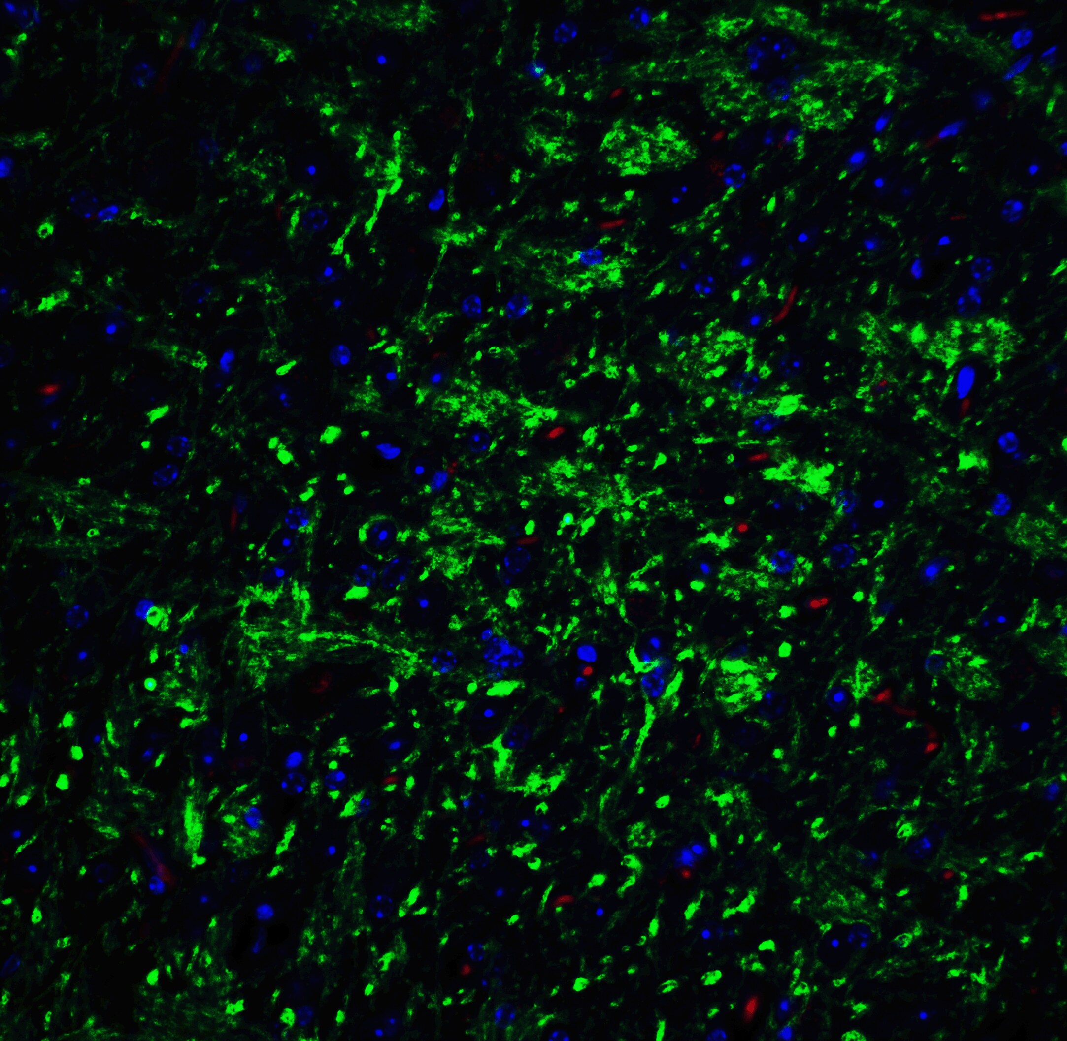 Cadherin-13 Antibody - BSA Free